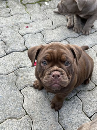 Old englisch Bulldog, OEB Welpen