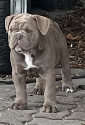 Old englisch Bulldog, OEB Welpen
