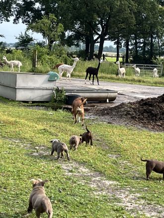 Old englisch Bulldog, OEB Welpen