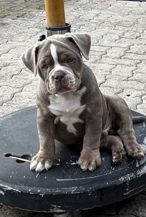 Old englisch Bulldog, OEB Welpen