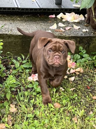 Old englisch Bulldog, OEB Welpen