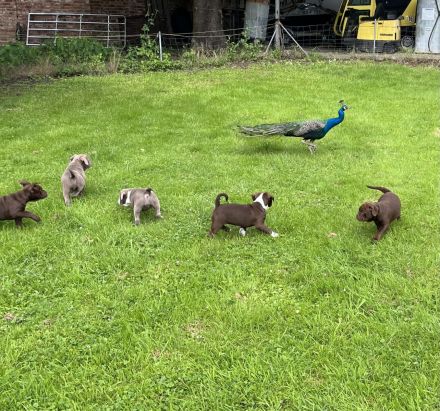 Old englisch Bulldog, OEB Welpen