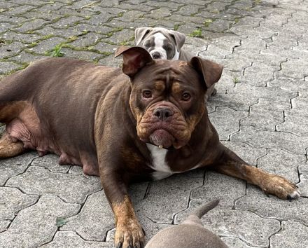 Old englisch Bulldog, OEB Welpen