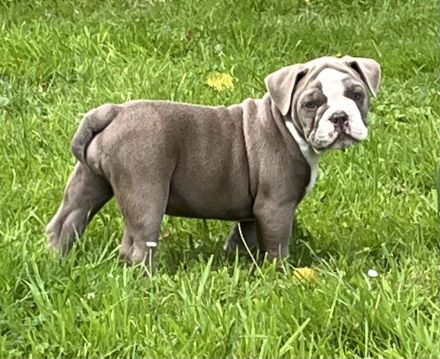 Old englisch Bulldog, OEB Welpen