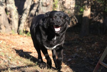 Leo - ist ein toller Type und sucht hundeerfahrene Leute aufgrund seiner Statur