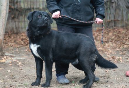 Leo - ist ein toller Type und sucht hundeerfahrene Leute aufgrund seiner Statur