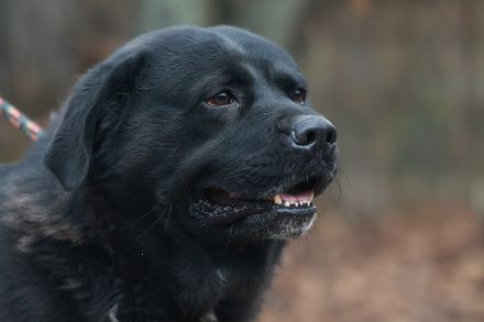 Leo - ist ein toller Type und sucht hundeerfahrene Leute aufgrund seiner Statur