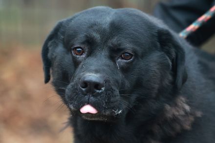 Leo - ist ein toller Type und sucht hundeerfahrene Leute aufgrund seiner Statur