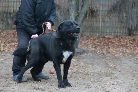 Leo - ist ein toller Type und sucht hundeerfahrene Leute aufgrund seiner Statur