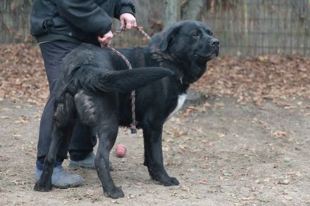 Leo - ist ein toller Type und sucht hundeerfahrene Leute aufgrund seiner Statur