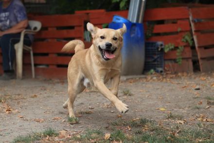 Silas - ist ein GuteLaune-Hund