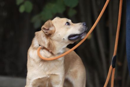 Silas - ist ein GuteLaune-Hund