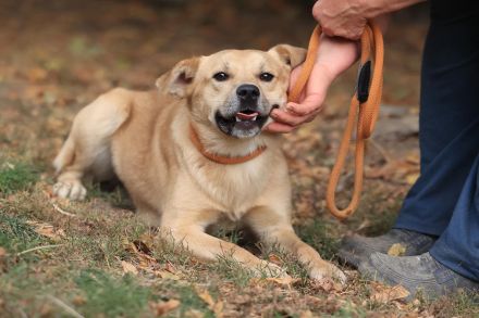 Silas - ist ein GuteLaune-Hund