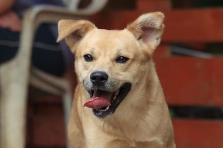 Silas - ist ein GuteLaune-Hund