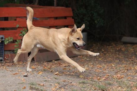 Silas - ist ein GuteLaune-Hund