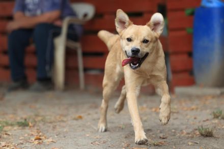 Silas - ist ein GuteLaune-Hund