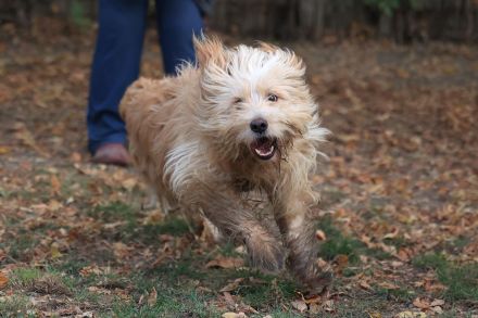 Loki - ist ein toller Hund und gerne aktiv