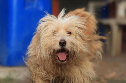 Loki - ist ein toller Hund und gerne aktiv