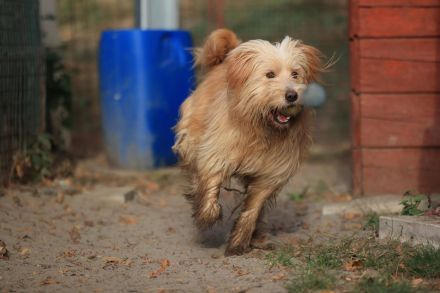 Loki - ist ein toller Hund und gerne aktiv