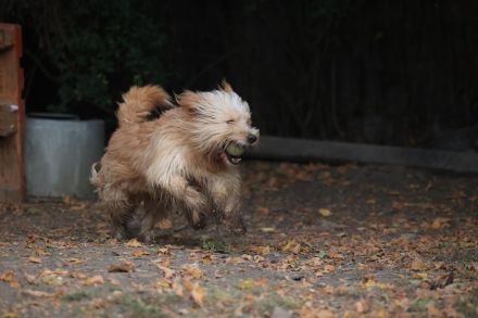 Loki - ist ein toller Hund und gerne aktiv