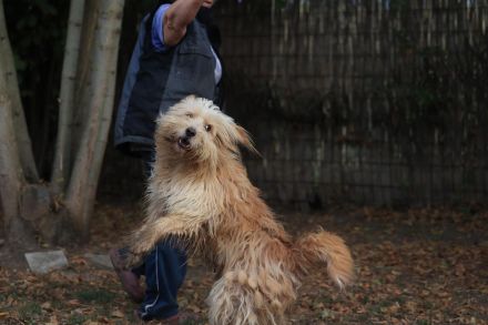 Loki - ist ein toller Hund und gerne aktiv
