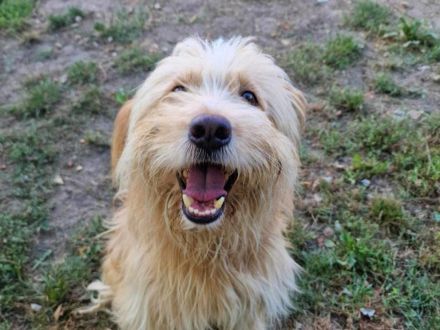 Loki - ist ein toller Hund und gerne aktiv