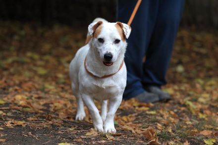 Rusty - braucht hundeerfahrene Menschen