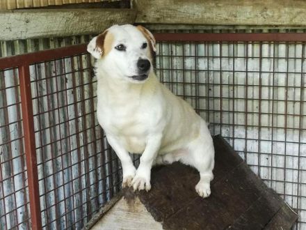 Rusty - braucht hundeerfahrene Menschen