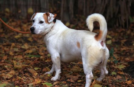 Rusty - braucht hundeerfahrene Menschen