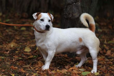 Rusty - braucht hundeerfahrene Menschen