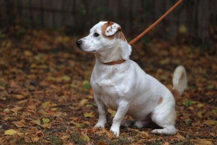 Rusty - braucht hundeerfahrene Menschen