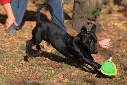 Paul - sucht hundeerfahrene Menschen mit Hundekumpel