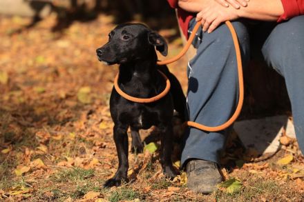 Paul - sucht hundeerfahrene Menschen mit Hundekumpel