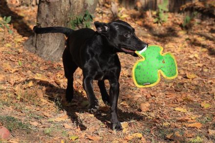 Paul - sucht hundeerfahrene Menschen mit Hundekumpel