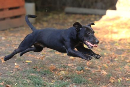 Paul - sucht hundeerfahrene Menschen mit Hundekumpel