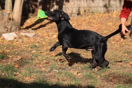 Paul - sucht hundeerfahrene Menschen mit Hundekumpel