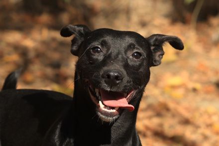 Paul - sucht hundeerfahrene Menschen mit Hundekumpel