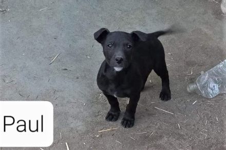 Paul - sucht hundeerfahrene Menschen mit Hundekumpel