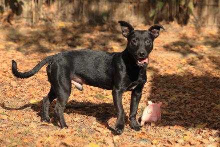 Paul - sucht hundeerfahrene Menschen mit Hundekumpel