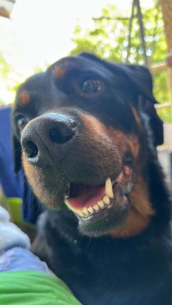 Pablo sucht ein neues Zuhause