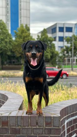 Pablo sucht ein neues Zuhause