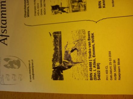 Sportliche Malinois Welpen