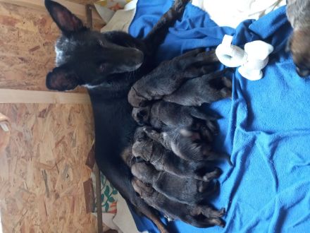 Sportliche Malinois Welpen