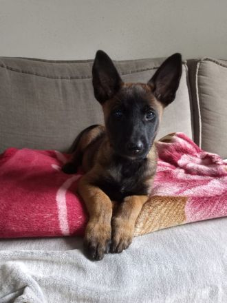 Sportliche Malinois Welpen