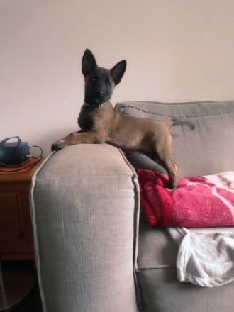 Sportliche Malinois Welpen