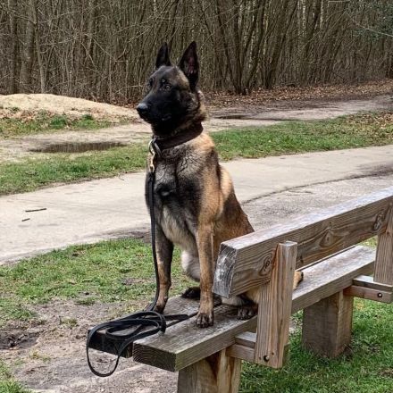 Sportliche Malinois Welpen