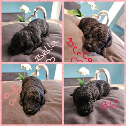 Black Doodle Pudel Mädels im August auf Körbchensuche