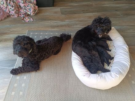 Black Doodle Pudel Mädels im August auf Körbchensuche