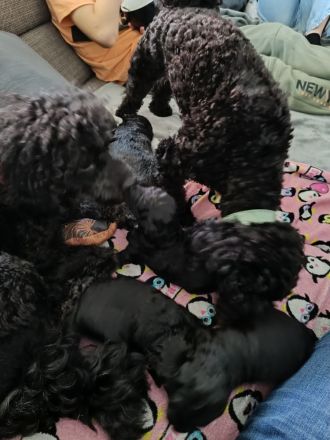 Black Doodle Pudel Mädels im August auf Körbchensuche