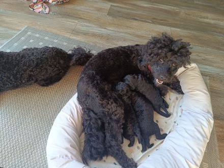 Black Doodle Pudel Mädels im August auf Körbchensuche